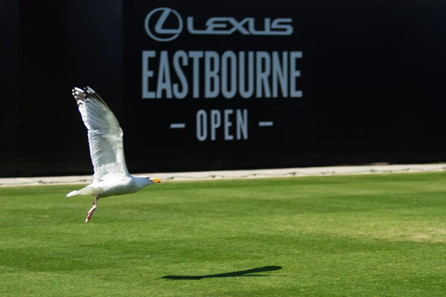 ATP Eastbourne 250 - zdjęcie 23